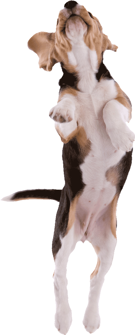 Playful Puppy Jumping PNG Image