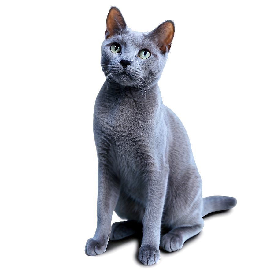 Playful Russian Blue Cat Png 06272024 PNG Image