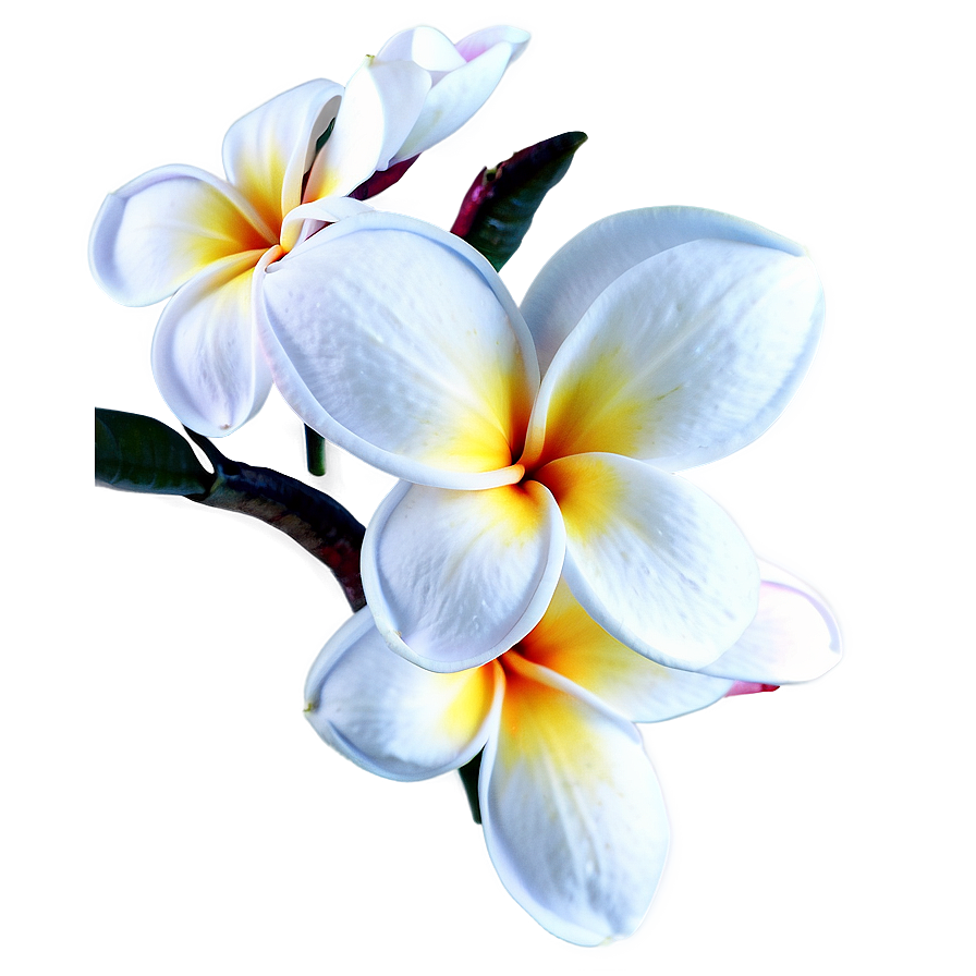 Plumeria Art Png Ehm45 PNG Image