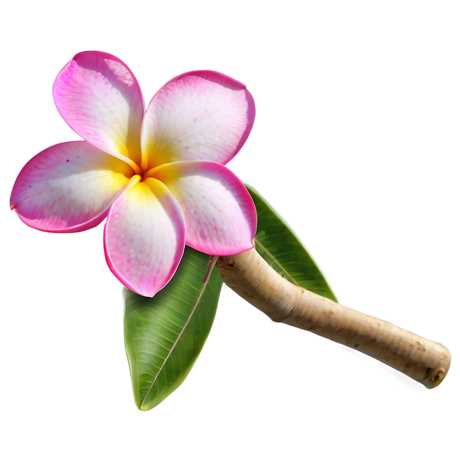 Plumeria B PNG Image