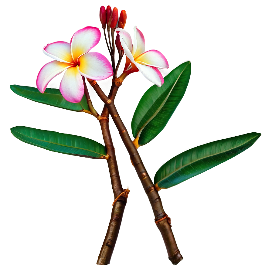 Plumeria Branch Png Hve PNG Image