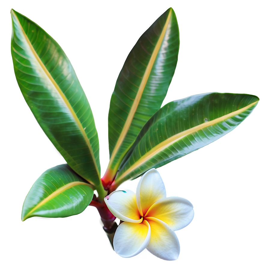 Plumeria Flower Png 06272024 PNG Image