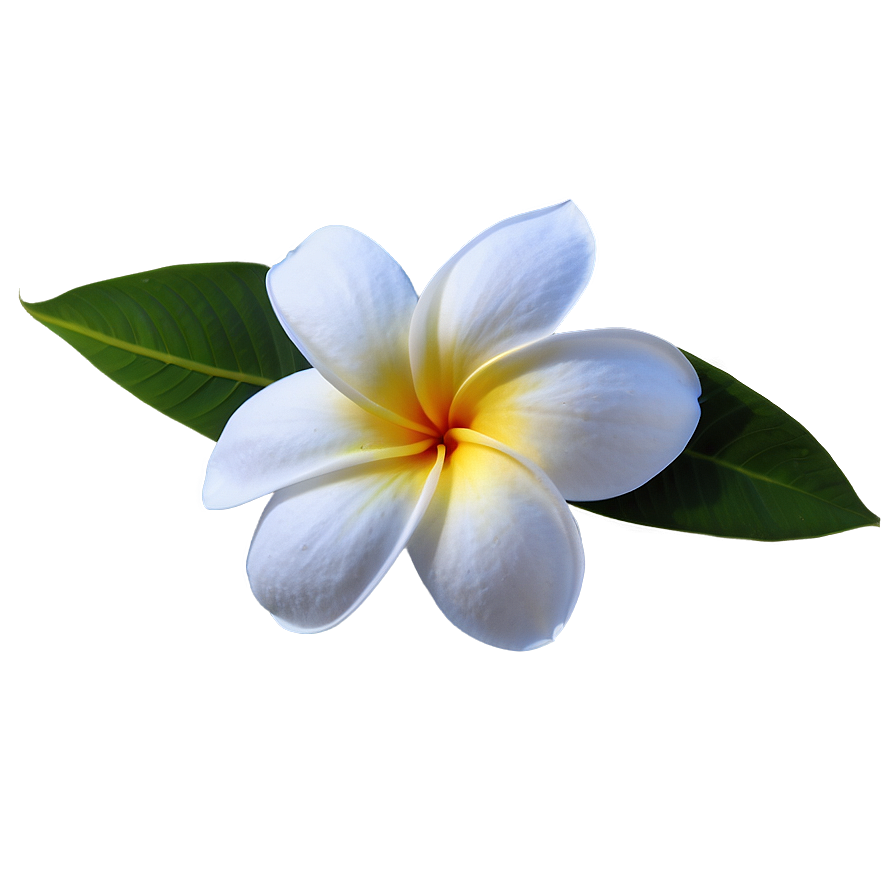 Plumeria Flower Png Woe58 PNG Image