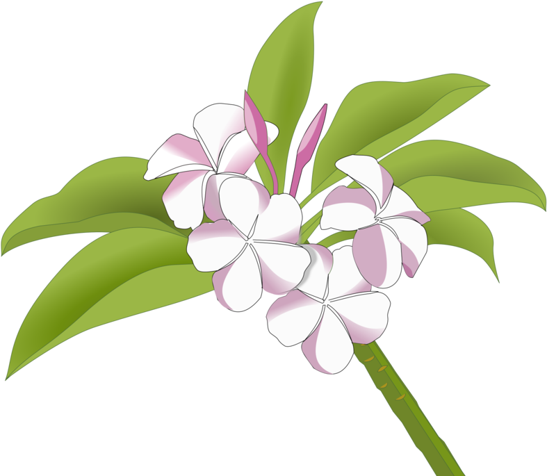 Plumeria Flowers Illustration PNG Image