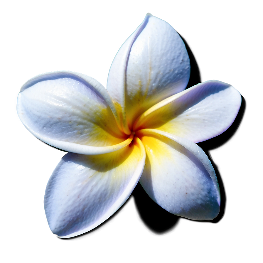 Plumeria Icon Png Qfk PNG Image