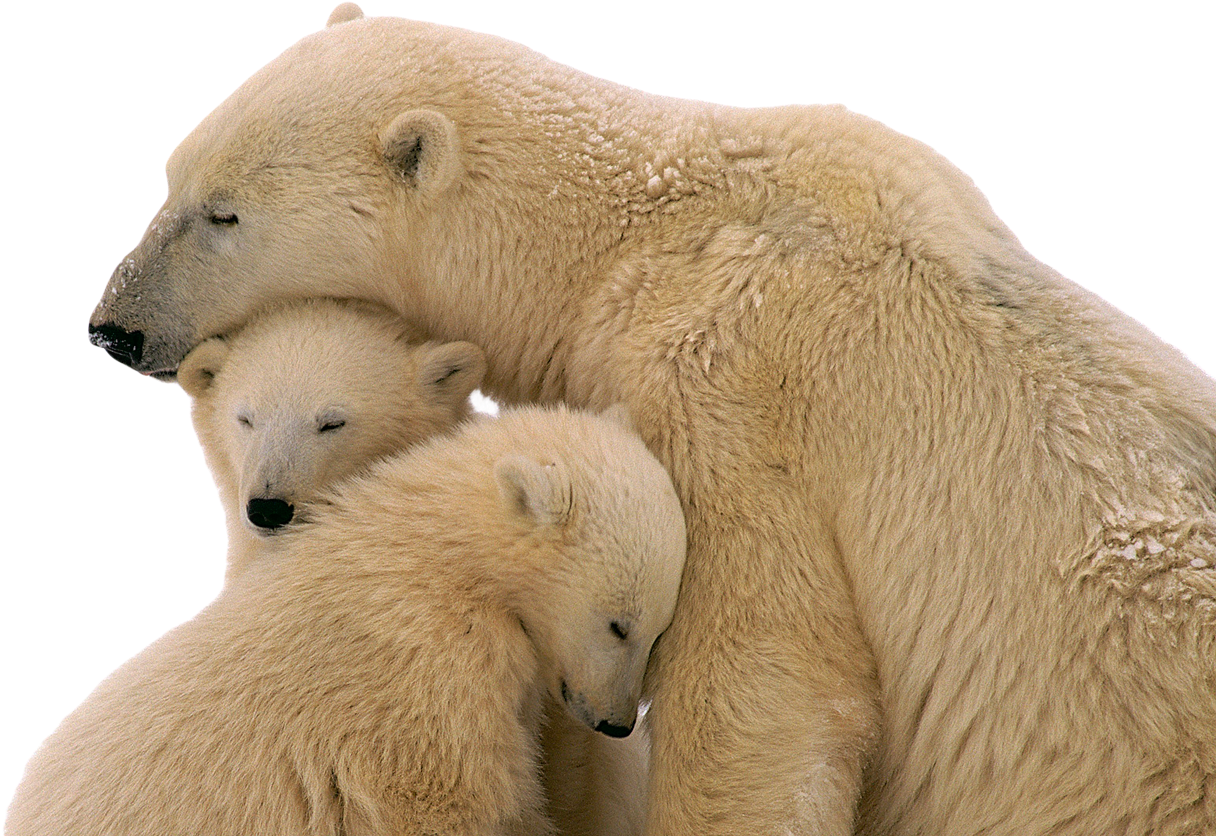 Polar Bear Family Embrace PNG Image