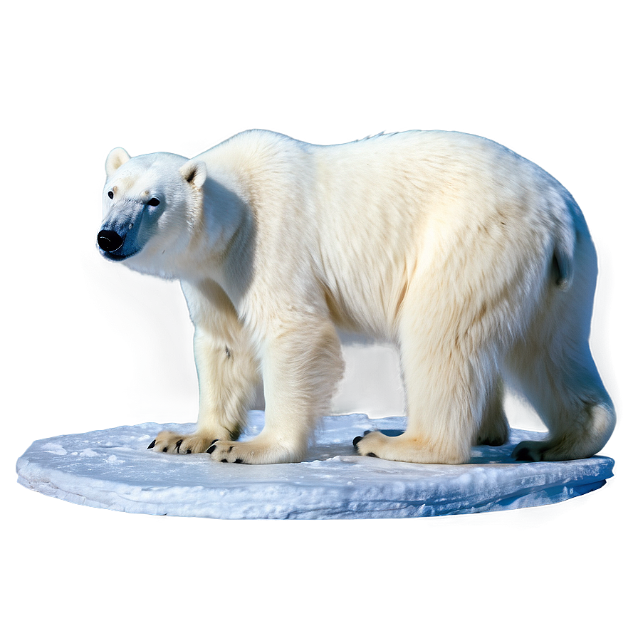 Polar Bear In Aurora Png Gsq PNG Image