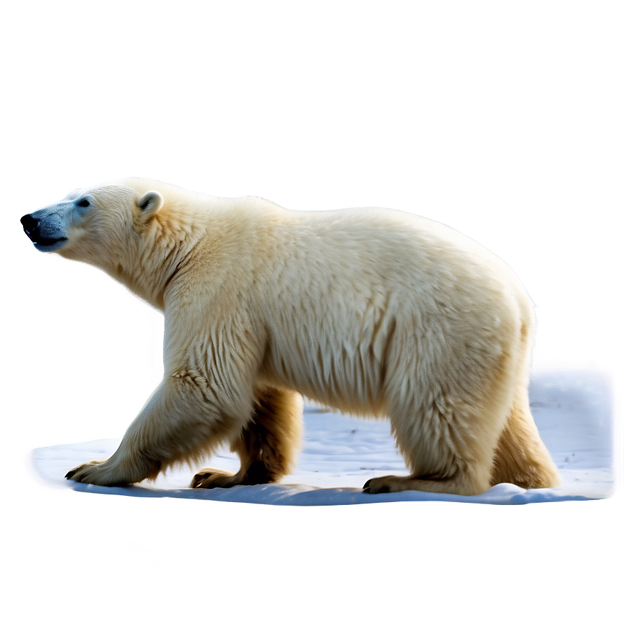 Polar Bear In Blizzard Png Hic PNG Image