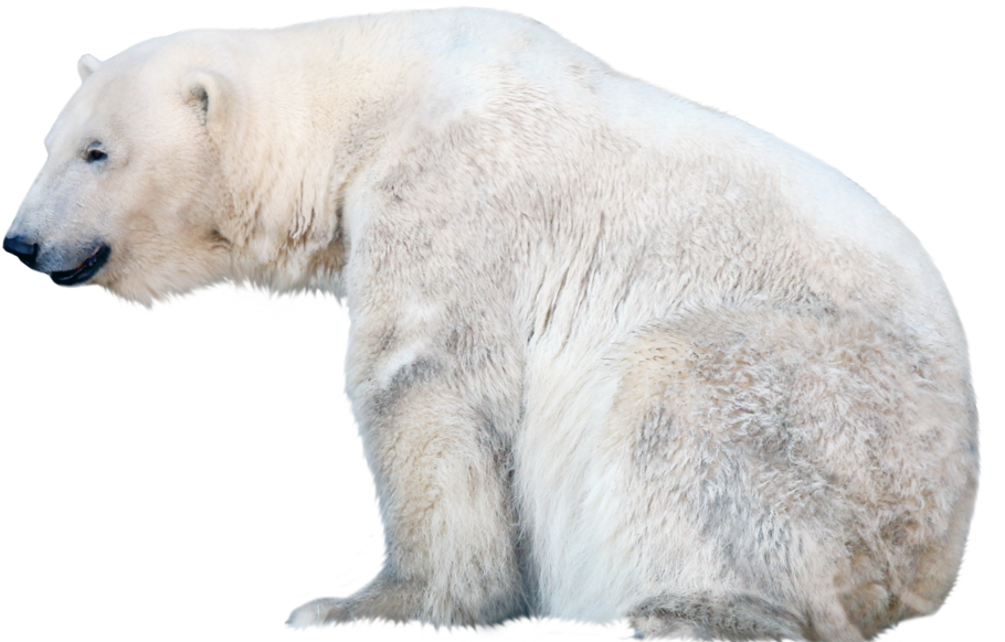 Polar Bear Profile Isolated PNG Image