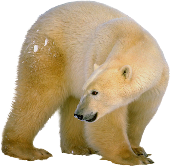 Polar Bear Profile.png PNG Image