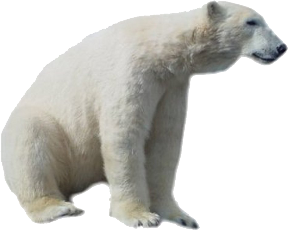 Polar Bear Side View PNG Image