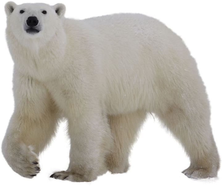 Polar Bear Standing Transparent Background.png PNG Image