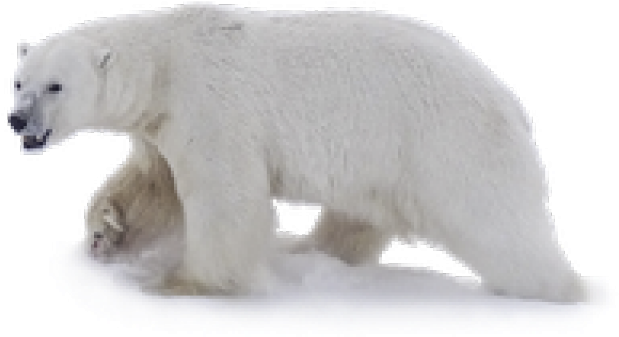 Polar Bear Walkingon Ice PNG Image