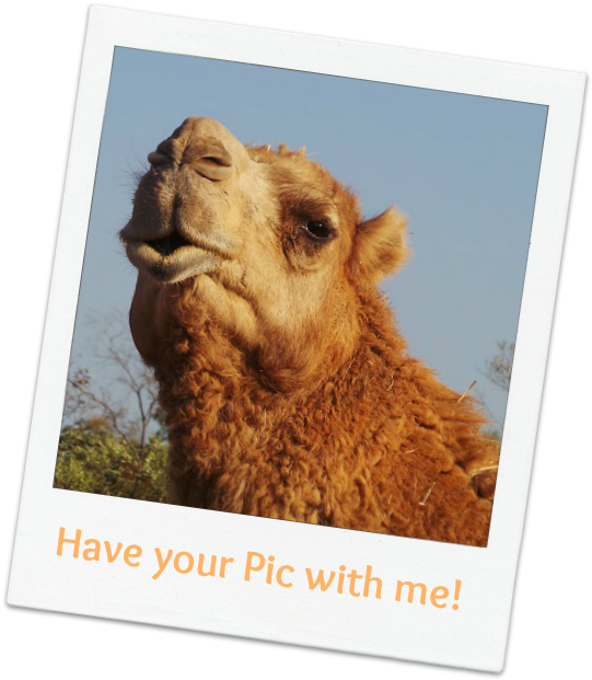 Polaroid Camel Pose PNG Image