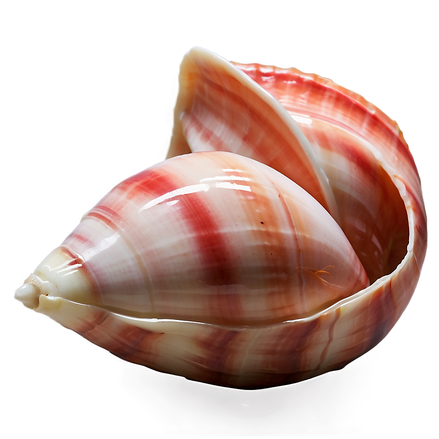 Polished Conch Shell Png 06132024 PNG Image