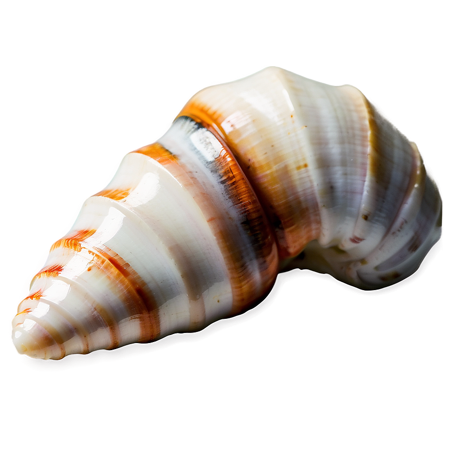 Polished Conch Shell Png Ill87 PNG Image