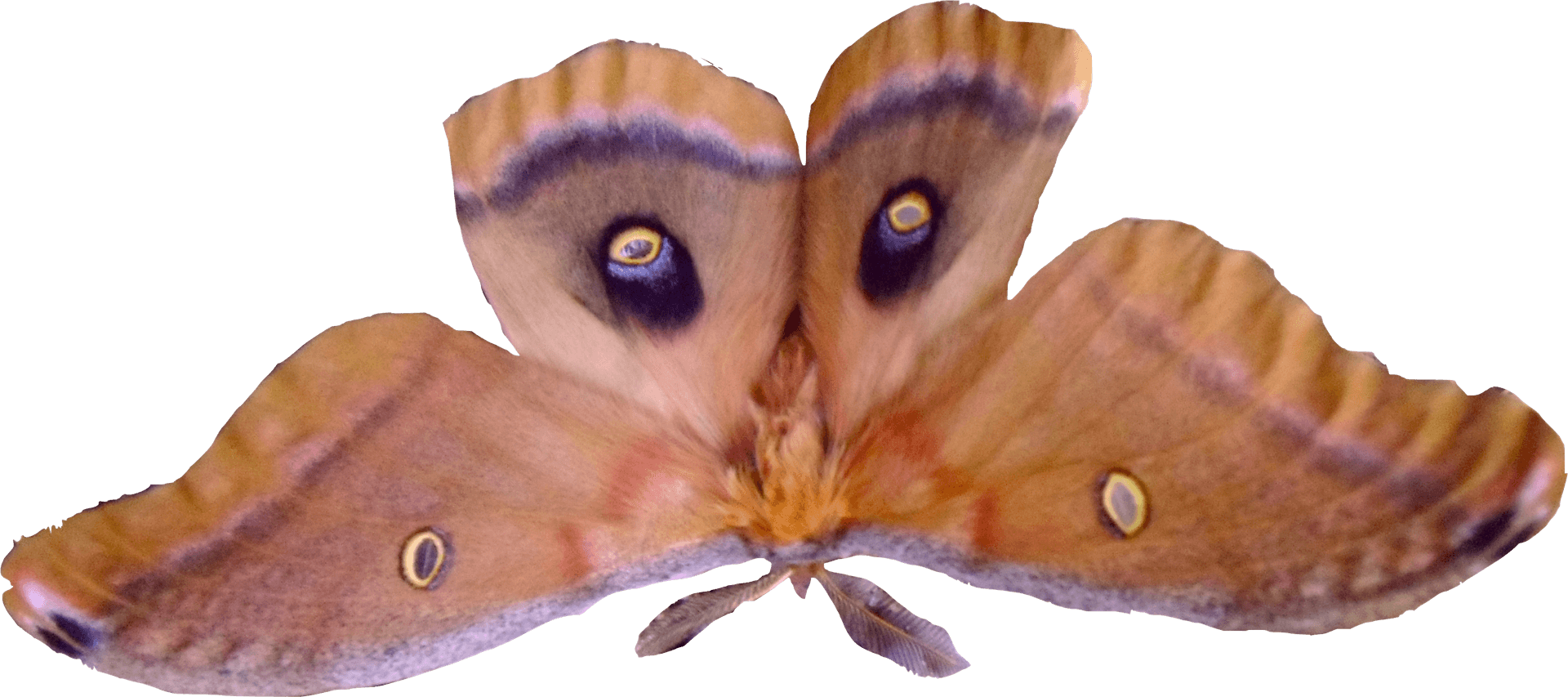 Polyphemus Moth Spread Wings PNG Image