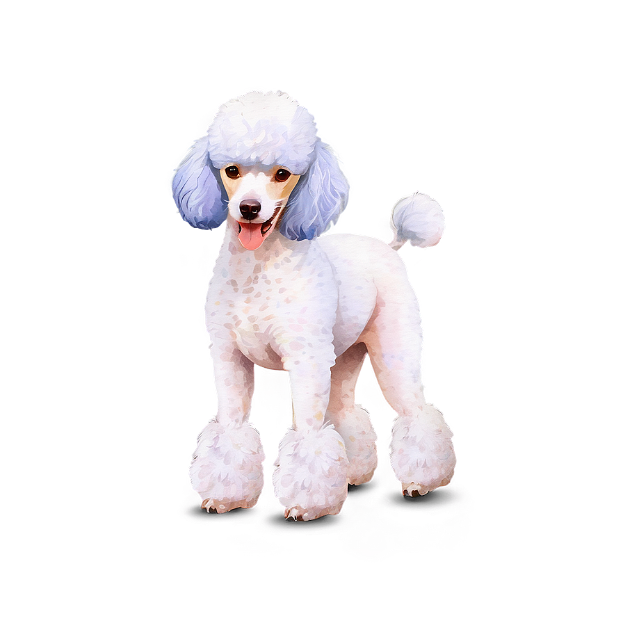 Poodle Watercolor Png 06112024 PNG Image