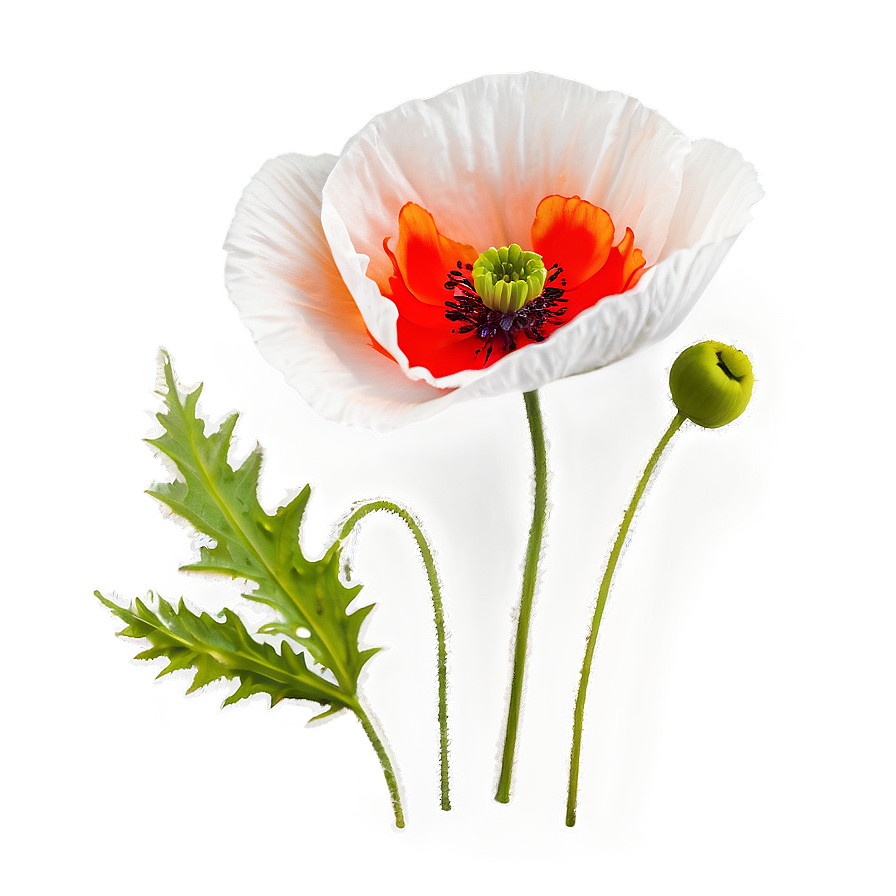 Poppy C PNG Image