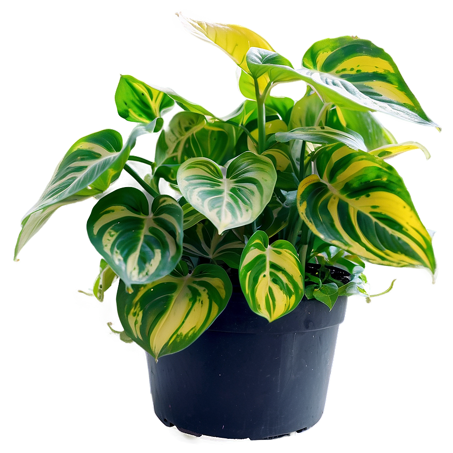 Pothos N'joy Care And Tips Png Jyh PNG Image