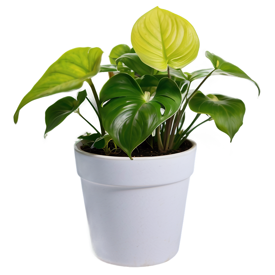 Pothos Plant Gift Ideas Png Wbv PNG Image