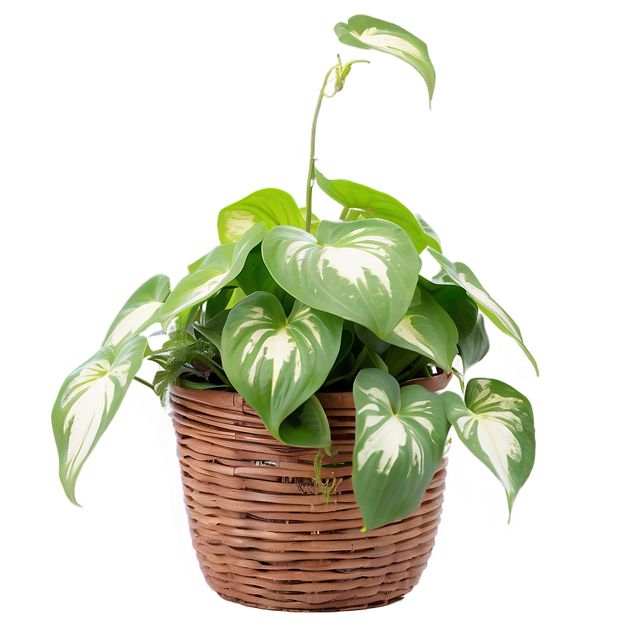 Pothos Plant Health Benefits Png 06272024 PNG Image