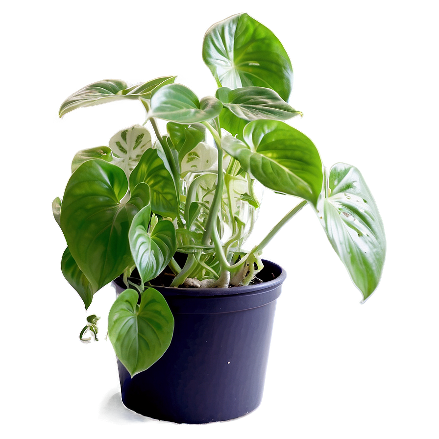 Pothos Plant Health Benefits Png 26 PNG Image