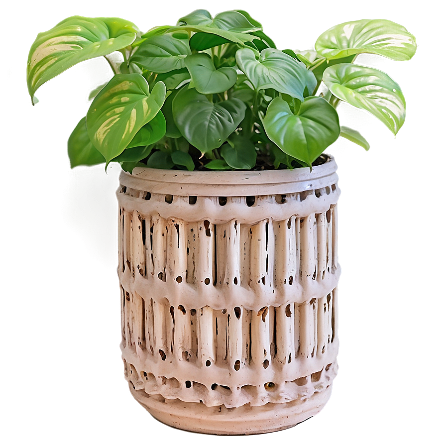 Pothos Root Rot Prevention Tips Png 75 PNG Image