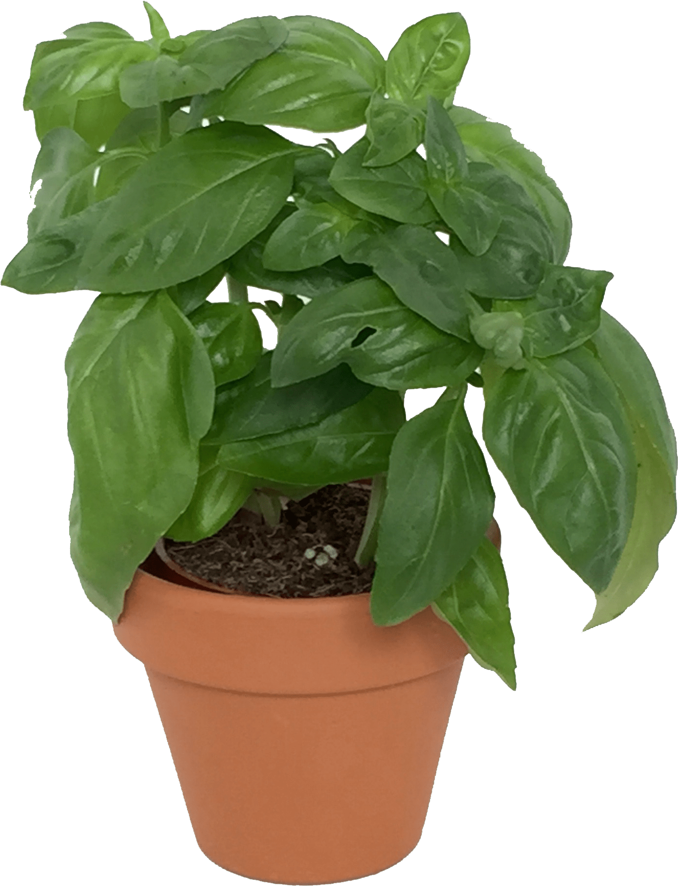 Potted Basil Plant PNG Image