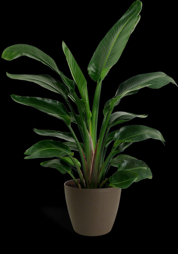 Potted Birdof Paradise Plant PNG Image