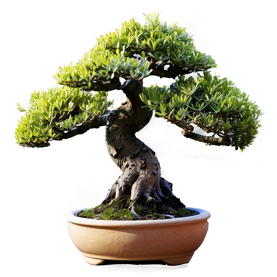 Potted Bonsai Trees Png Yom PNG Image