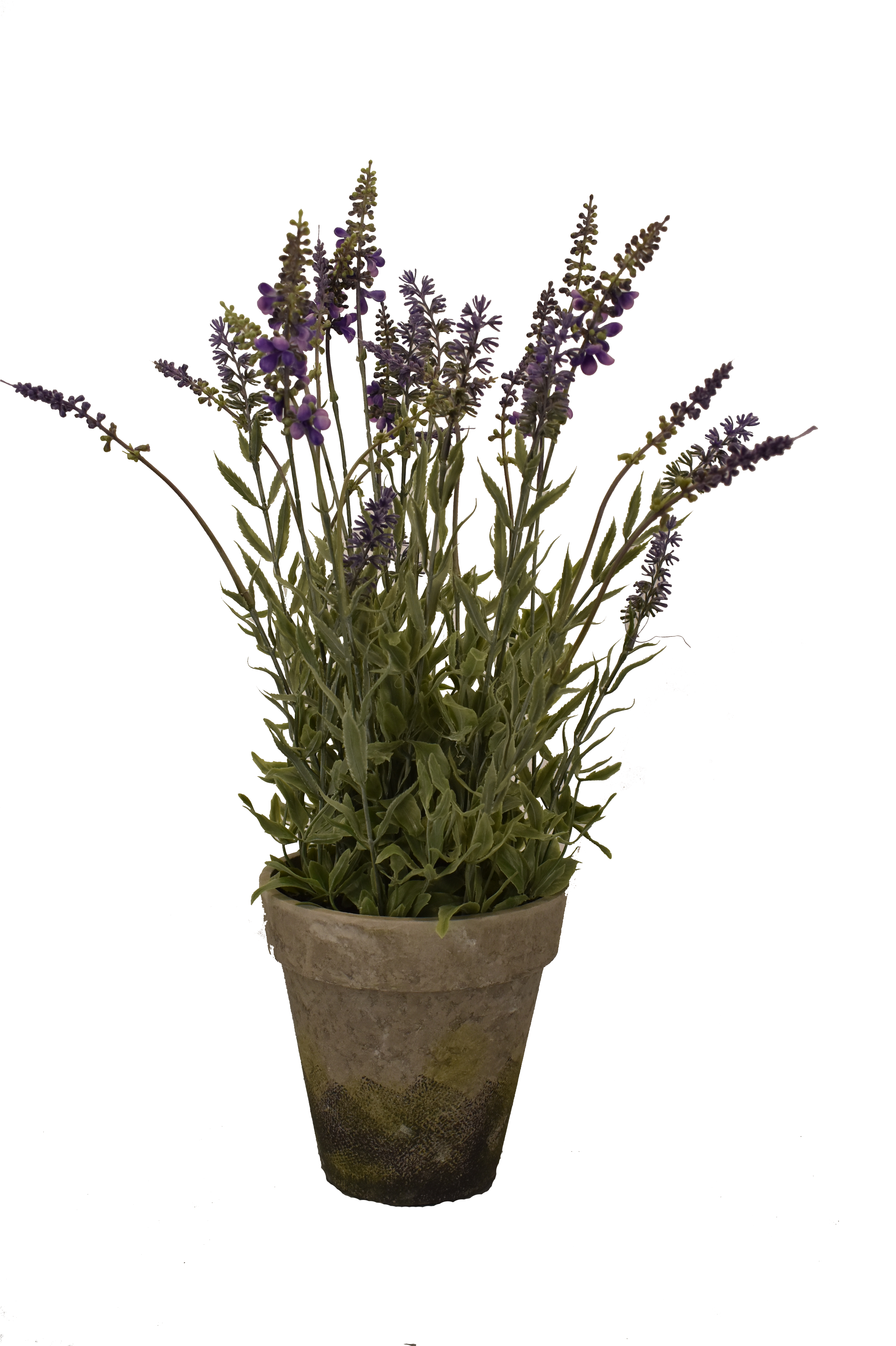 Potted_ English_ Lavender_ Plant PNG Image