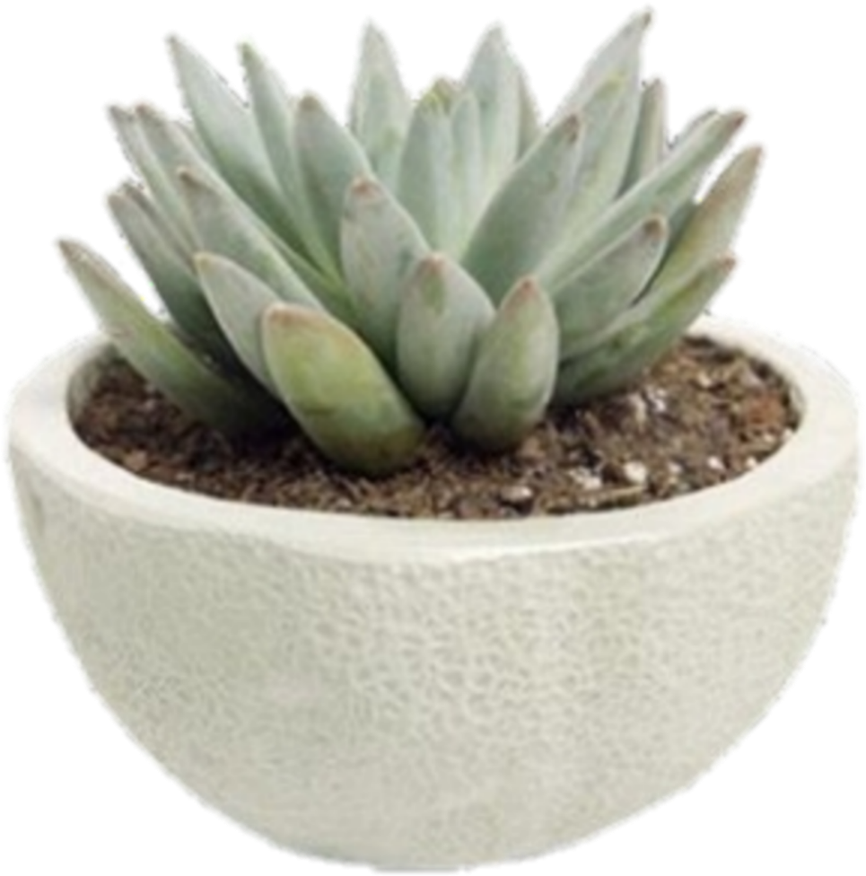 Potted Green Succulent Plant PNG Image