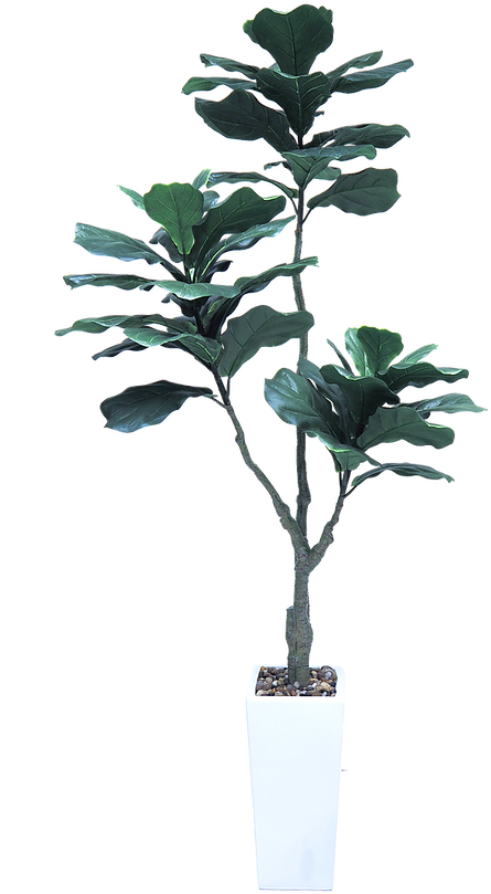 Potted Magnolia Plant PNG Image