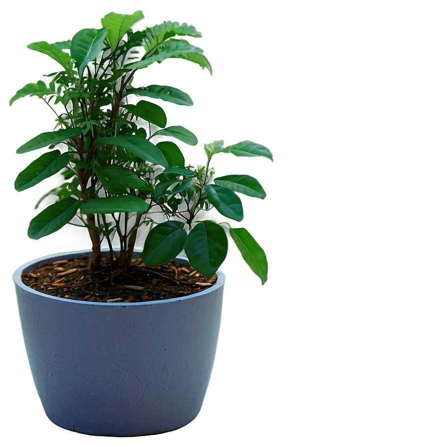 Potted Medicinal Plants Png 06122024 PNG Image