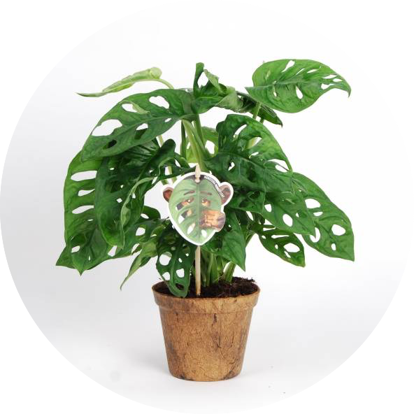 Potted Monstera Deliciosa Plant PNG Image