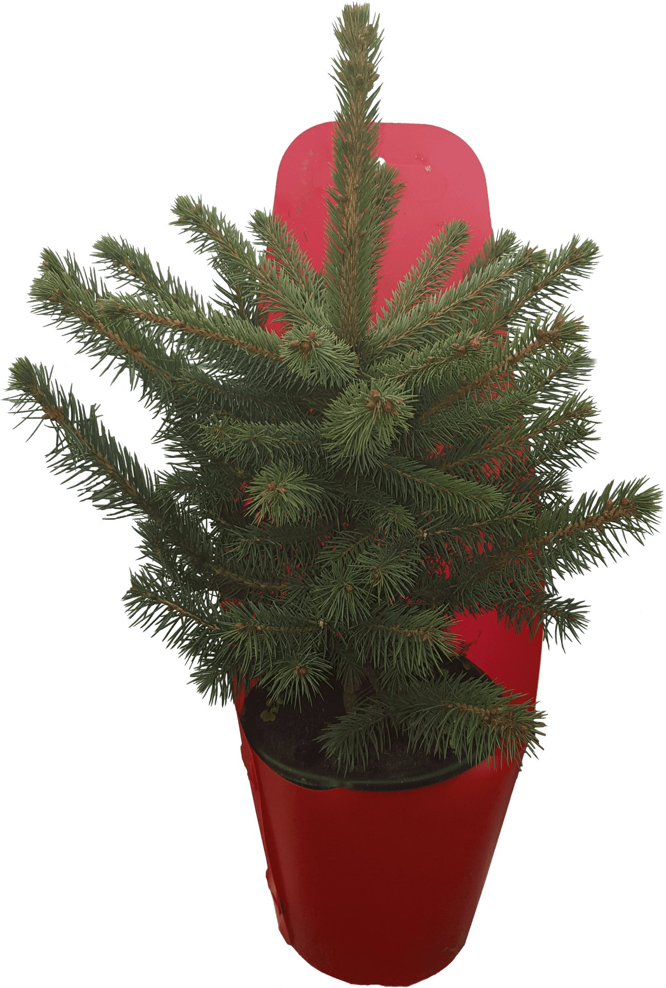 Potted Norfolk Island Pine Plant PNG Image