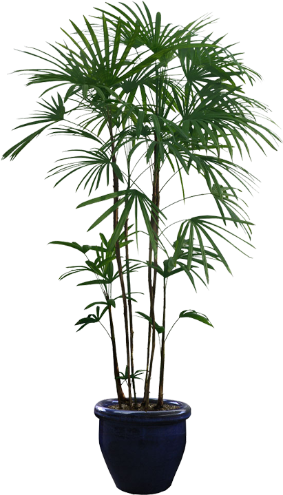 Potted_ Palm_ Plant_ Isolated_ Background.png PNG Image