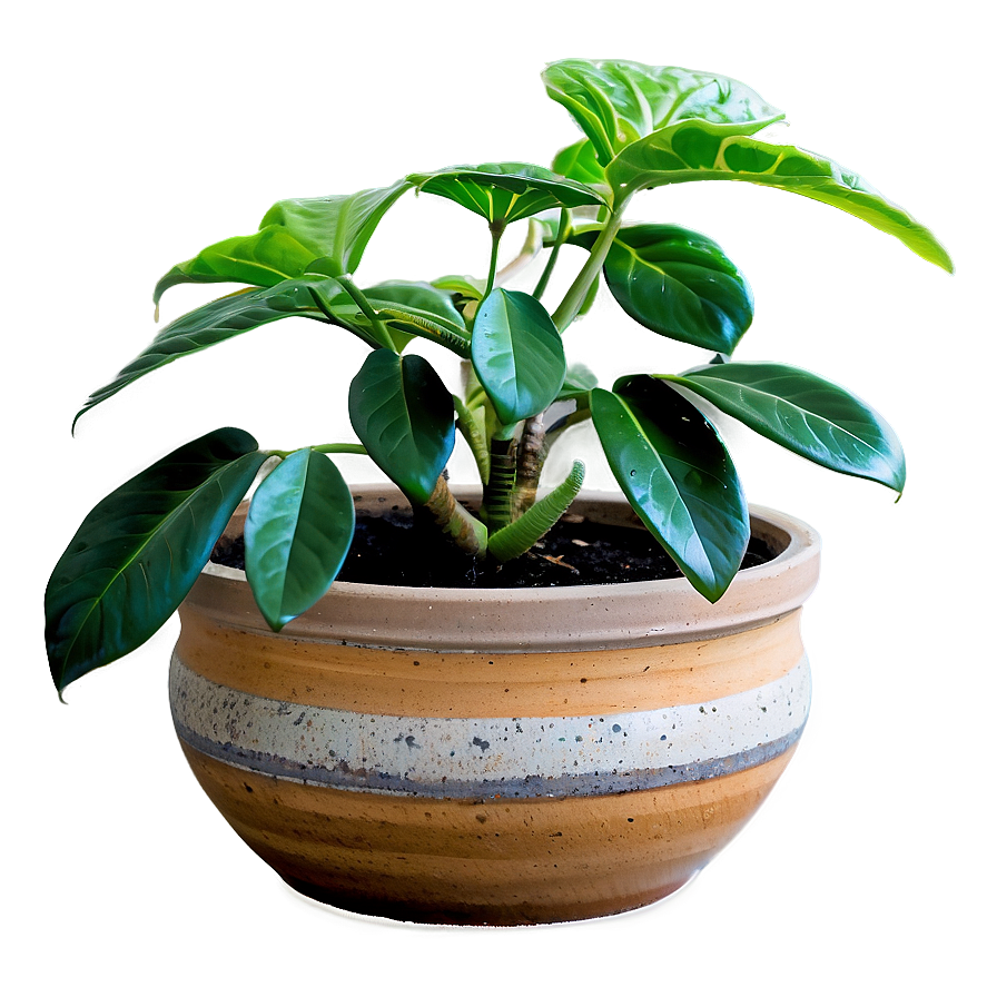 Potted Plant Care Tips Png 06122024 PNG Image