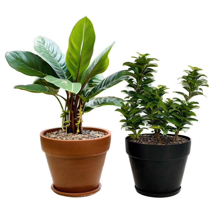 Potted Plant Care Tips Png Fka32 PNG Image