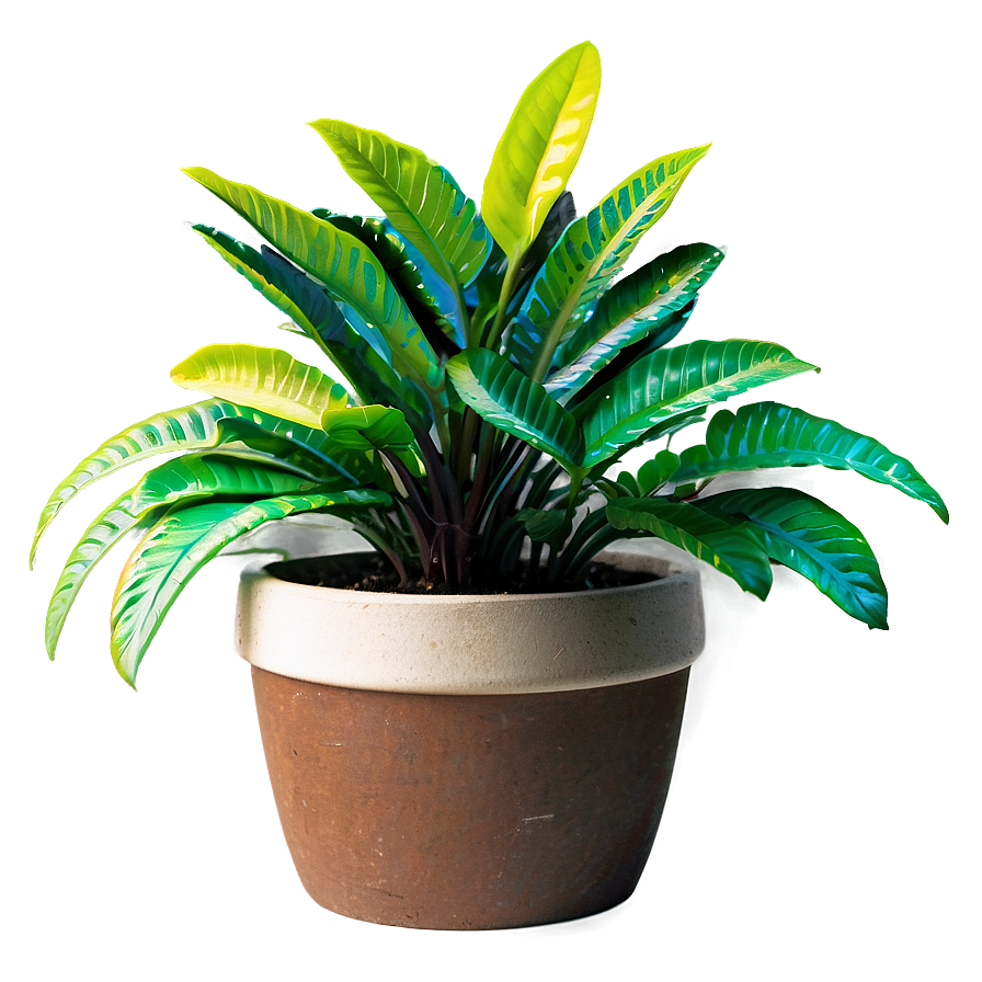 Potted Plants C PNG Image