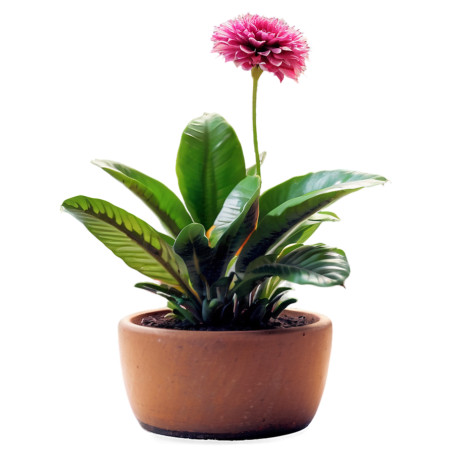 Potted Plants D PNG Image