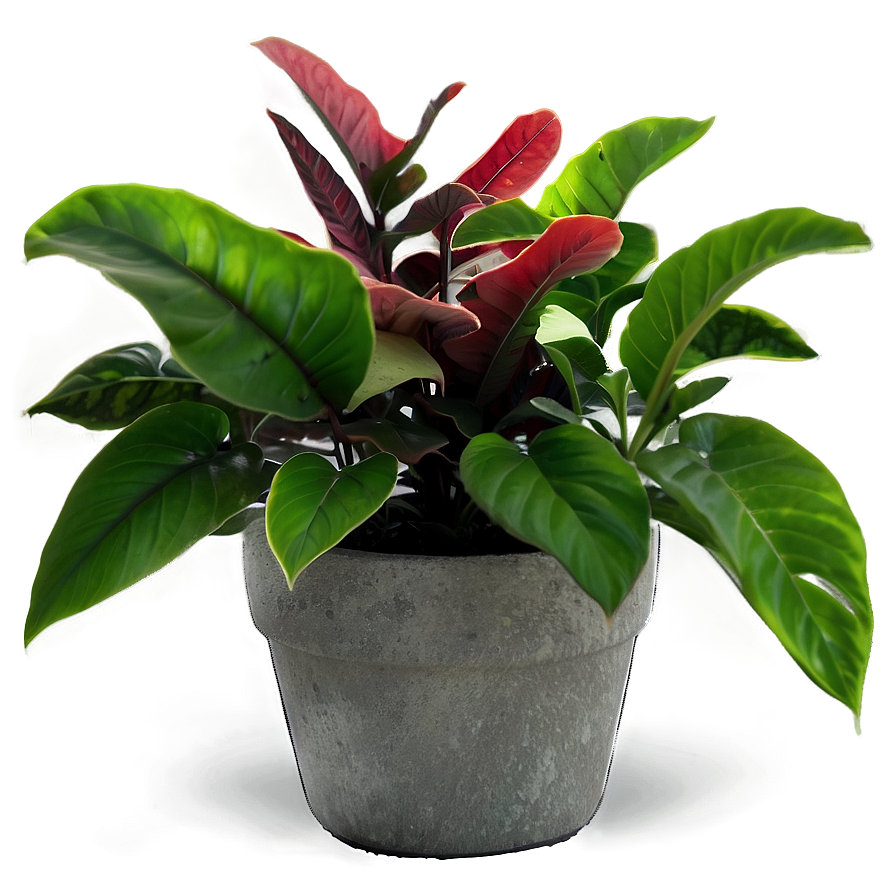 Potted Plants Png Eok78 PNG Image