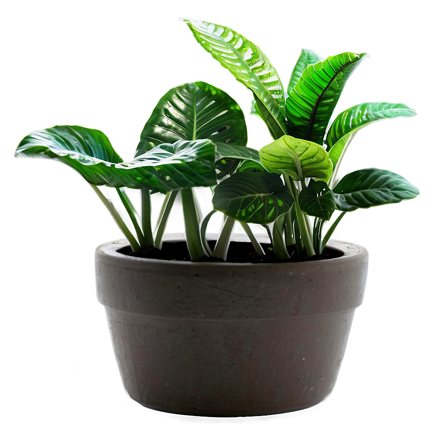 Potted Plants Png Wdf PNG Image