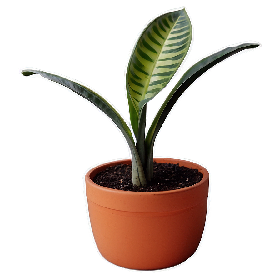 Potted Snake Plant Png 06122024 PNG Image