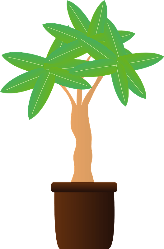 Potted Tropical Tree Illustration PNG Image