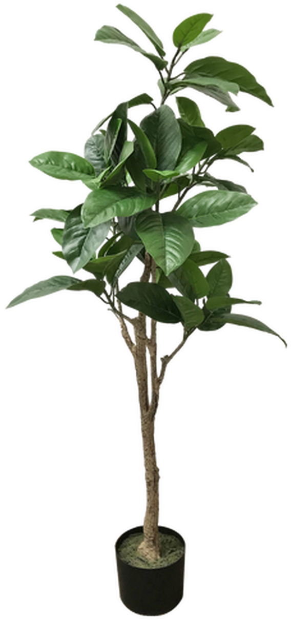 Potted Tropical Tree Indoor Decor PNG Image