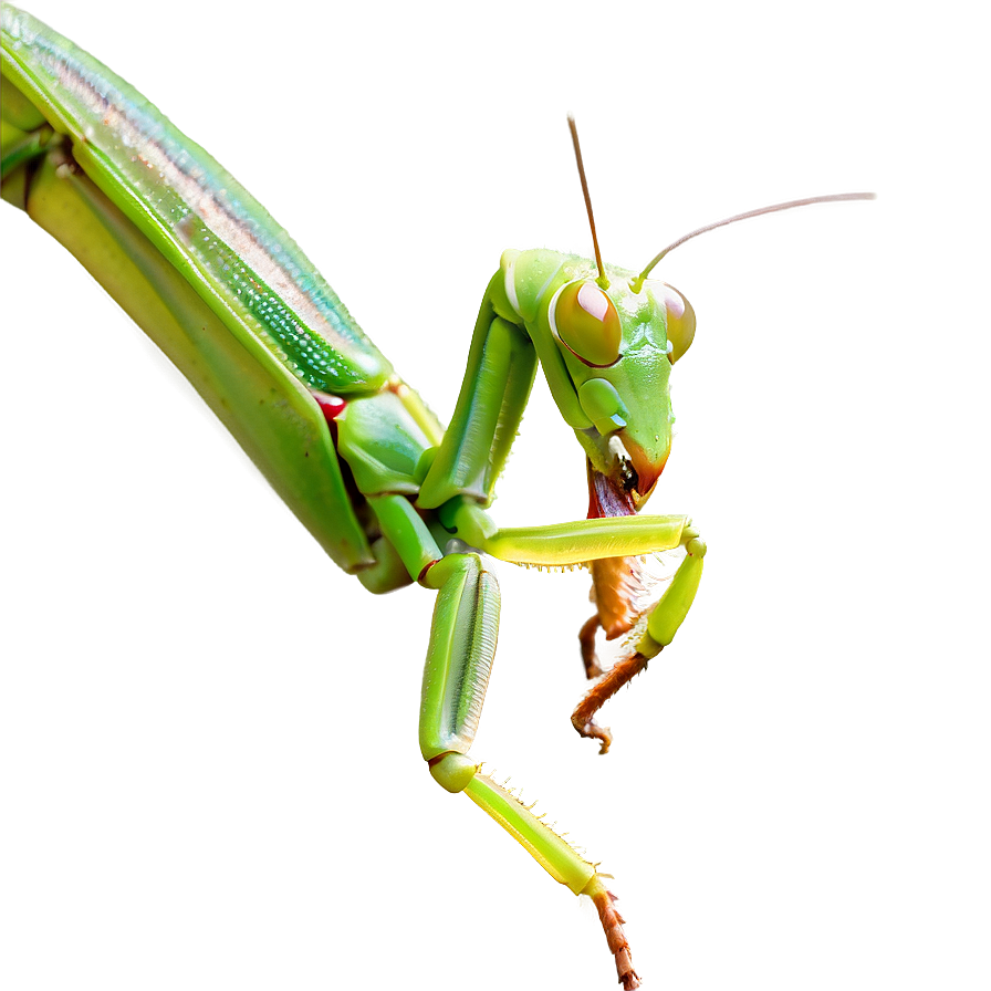 Praying Mantis Feeding Png 06122024 PNG Image