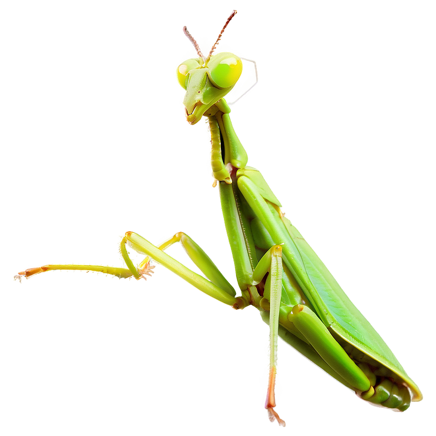 Praying Mantis In Grass Png 61 PNG Image