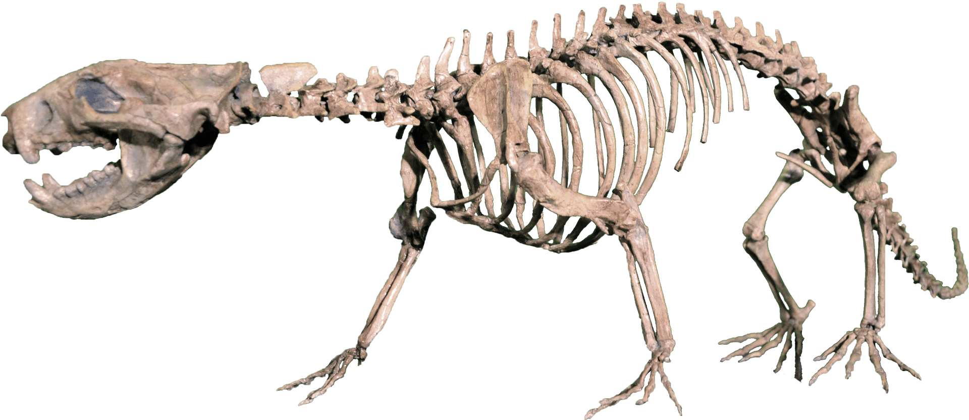 Prehistoric Skeleton Exhibit PNG Image